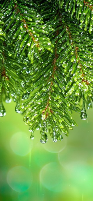 护眼松枝雨