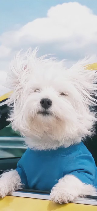 凌乱的小狗