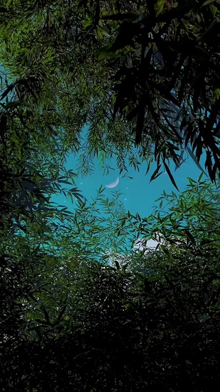 绿树夜空