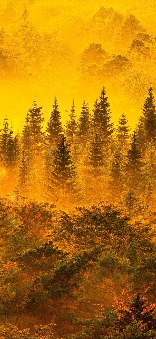 6K 超清【深秋森林】