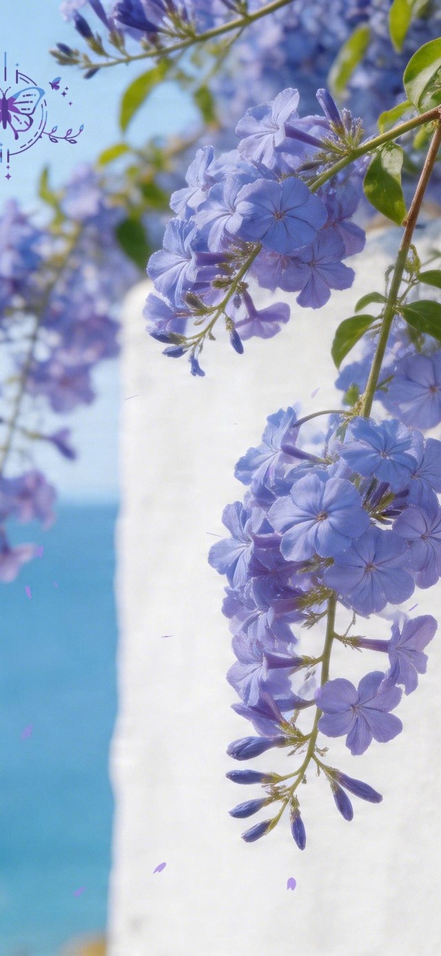 雪蓝花垂枝