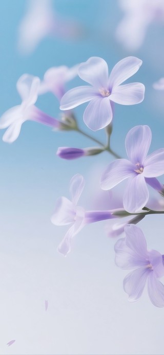 烟紫织梦丁香花