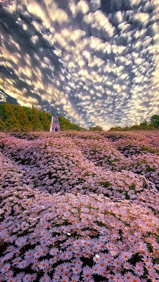 浪漫雏菊花海