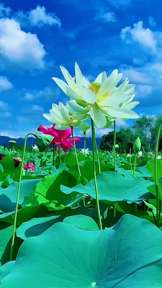 遇见你，暖了整个夏天