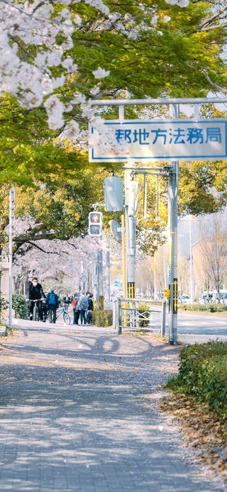 唯美樱花城市街道