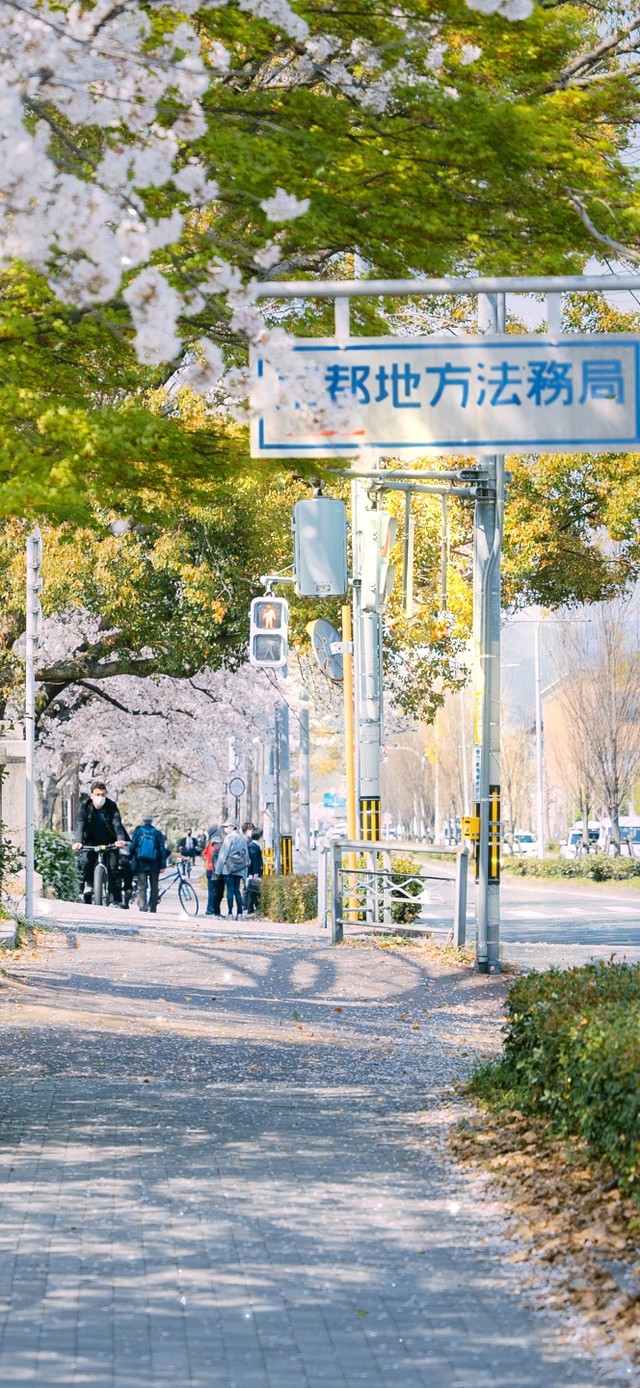 唯美樱花城市街道