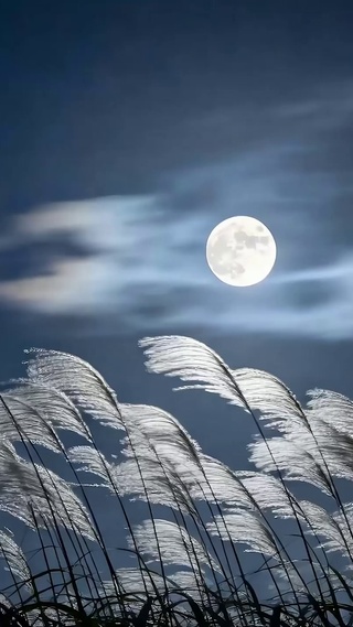 夜景草地