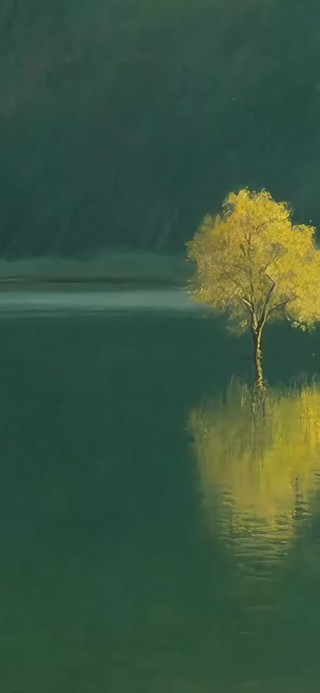 湖中小树倒影