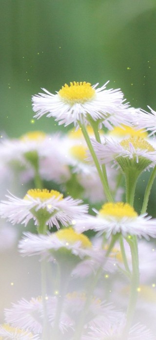 唯美白色菊花