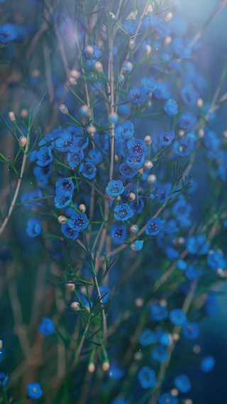 繁花似锦