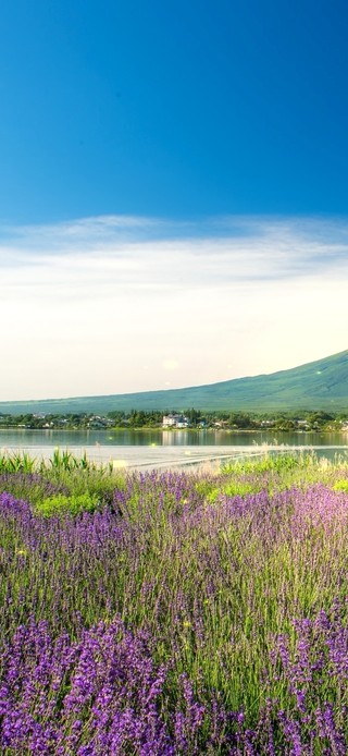 唯美富士山下的花海