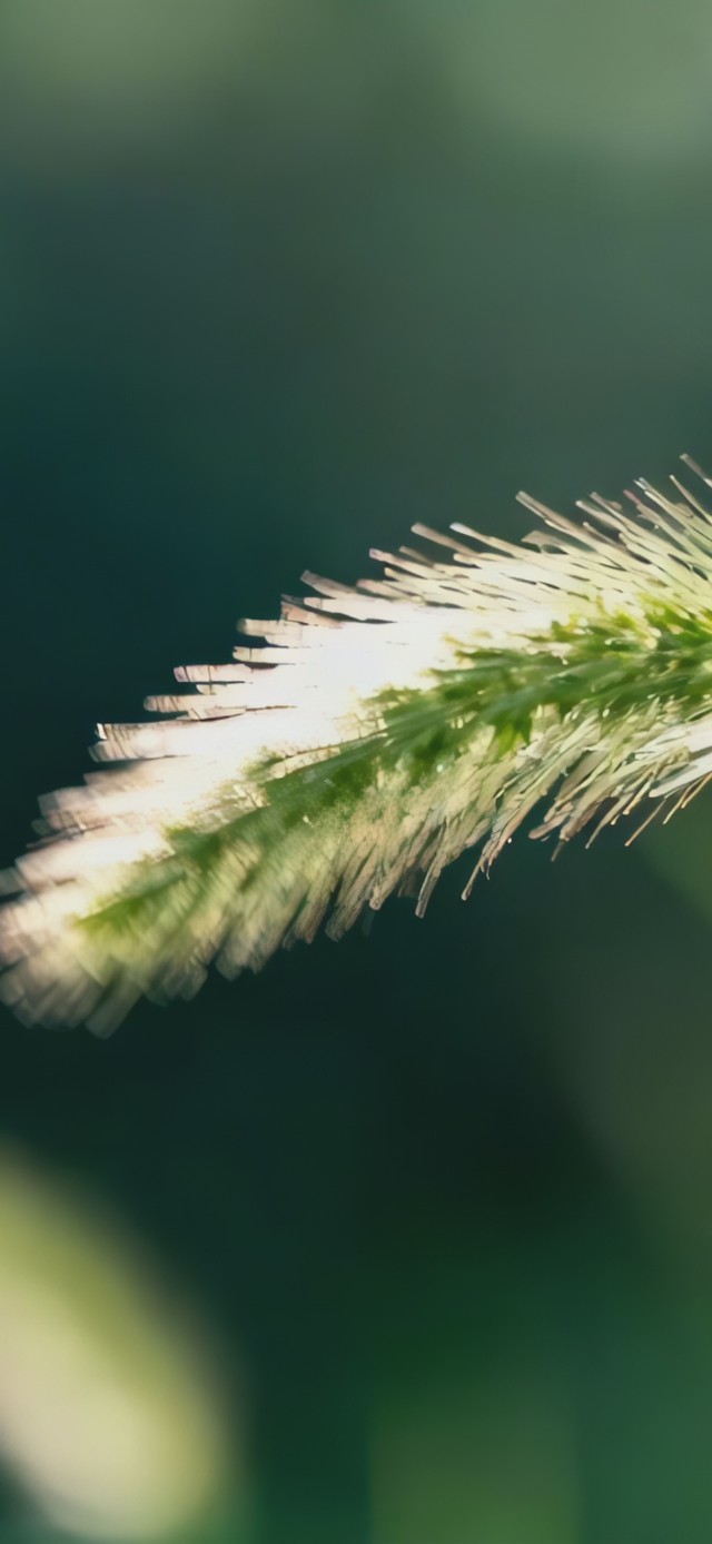 微风中的狗尾草