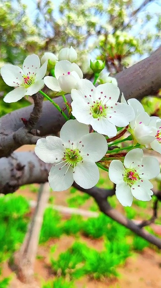 春暖花开为你而来