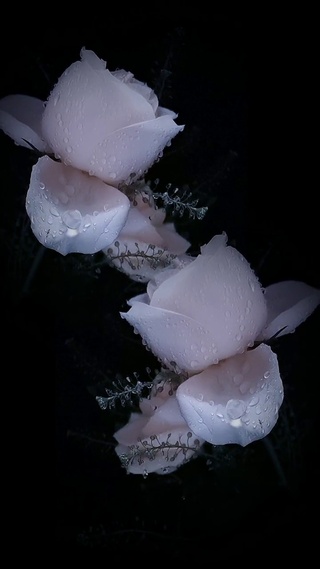 一草一木一模样