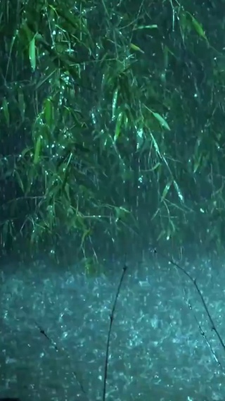 森林大雨
