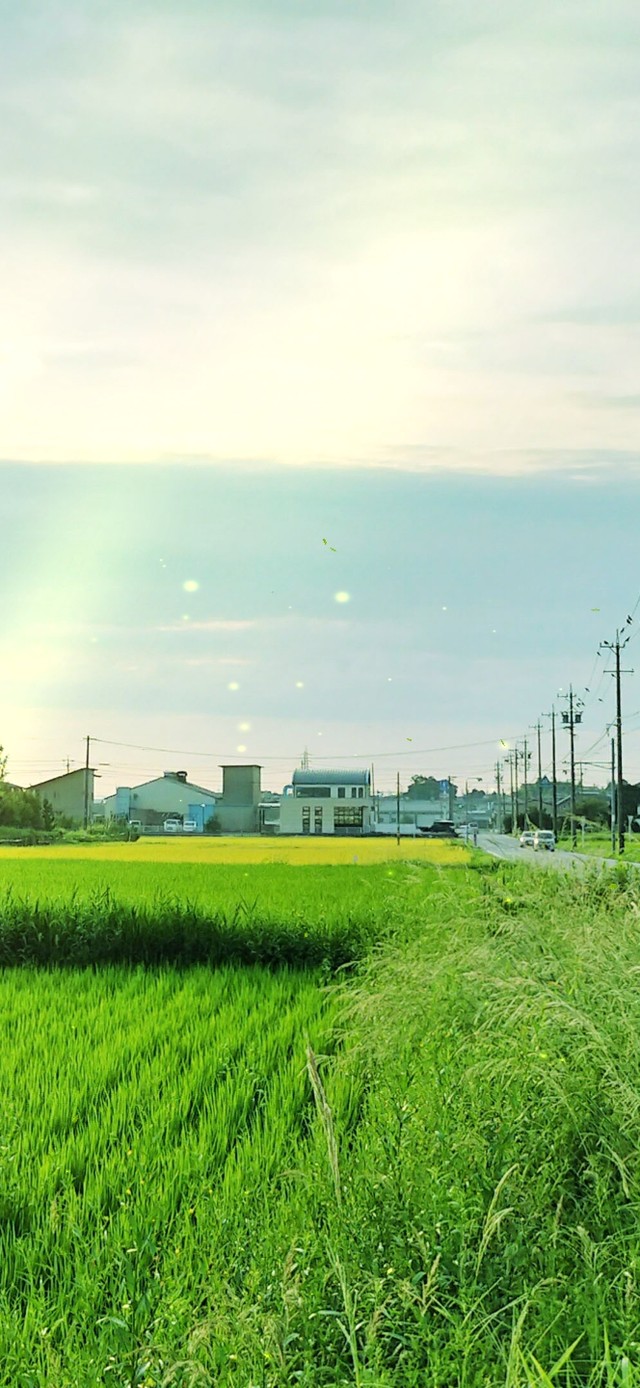 4K 唯美治愈乡村田野