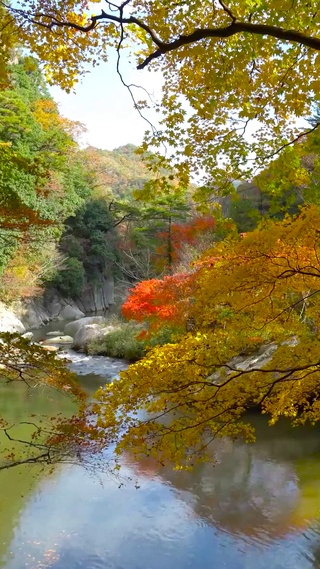 养眼自然树林山间流水