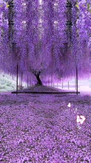 紫藤花开富贵
