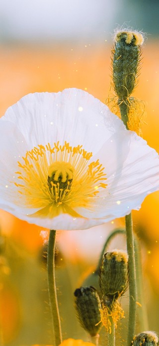 夏日鲜花