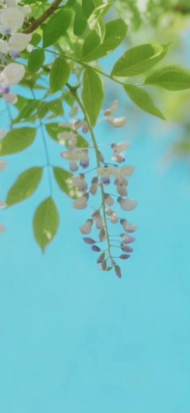 槐树花