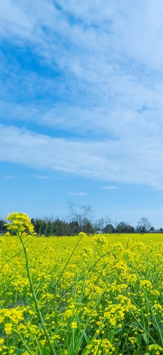 蓝天油菜花