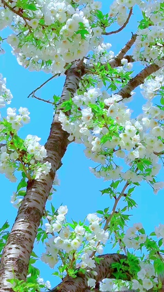 漂亮的花朵
