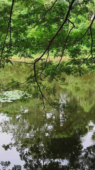 绿色自然护眼风景