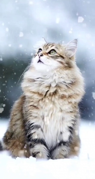 小猫