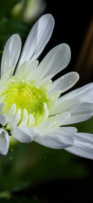 美丽的鲜花