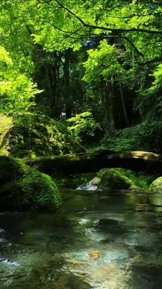 夏日清凉溪水