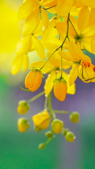 雨中清新小花 