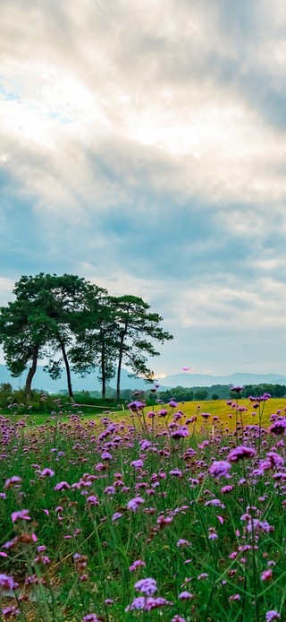 唯美薰衣草