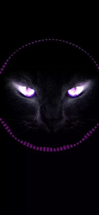 动态-紫睛黑猫