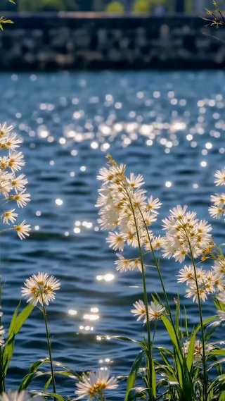 河畔白花唯美风景