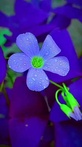蓝色花瓣