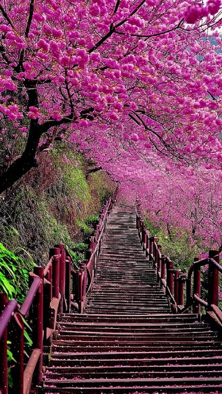 浪漫樱花栈道