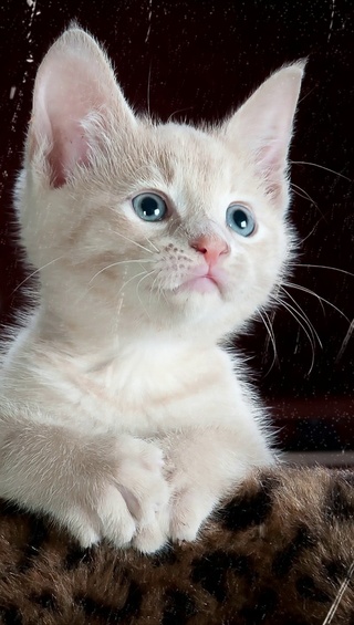 等你的猫咪