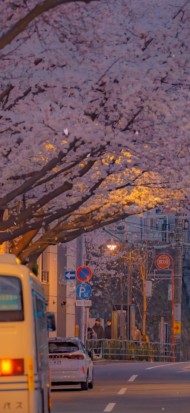 唯美治愈樱花街道