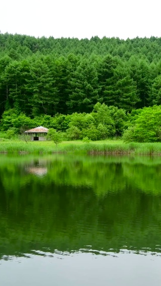 高原绿林湖水