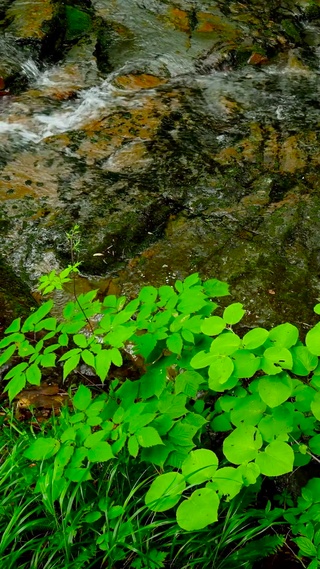 清凉绿草溪水