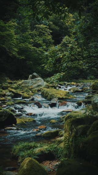 幽林溪语