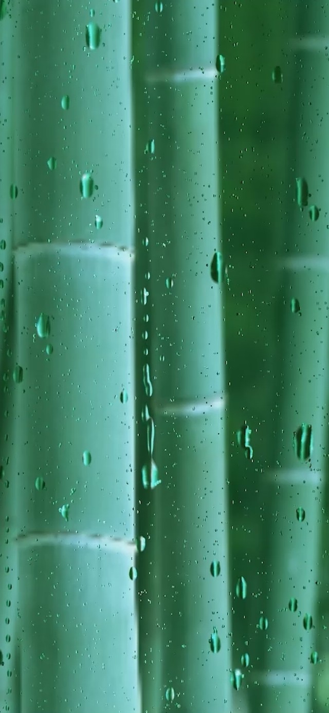 竹林雨滴