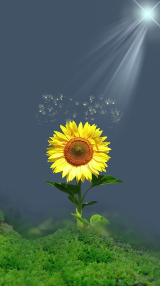 永远向着太阳--向日葵