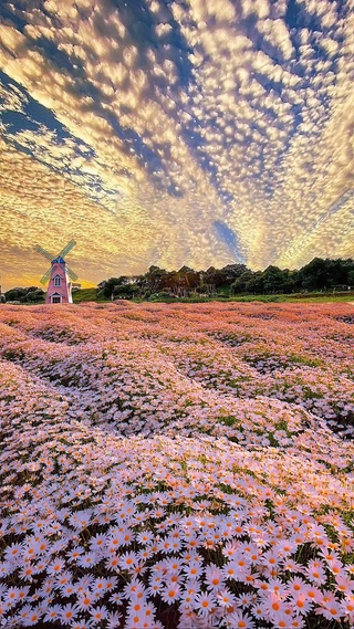 雏菊花海