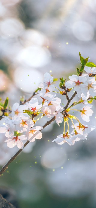 唯美安静樱花
