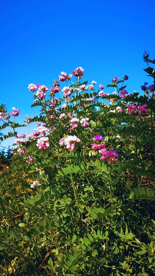 好看的花花