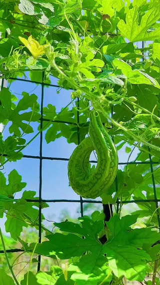 生活很苦，自己加糖