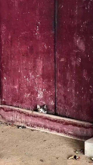 屋门口的三只小猫_1_1