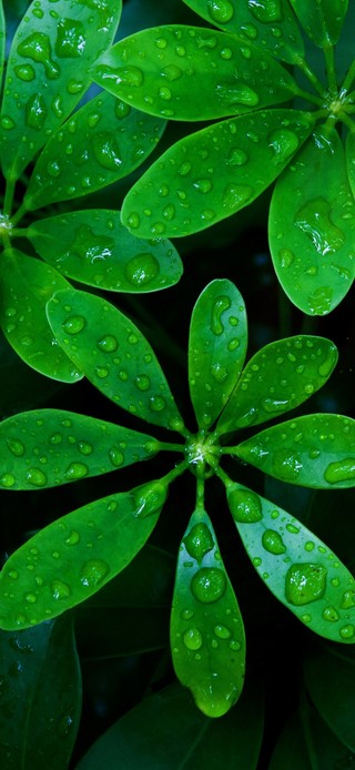 唯美雨天绿叶