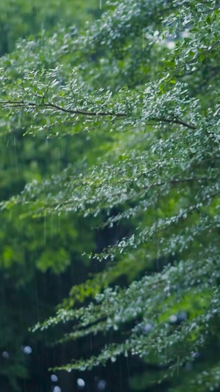 雨中树叶